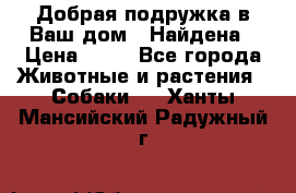 Добрая подружка,в Ваш дом!!!Найдена › Цена ­ 10 - Все города Животные и растения » Собаки   . Ханты-Мансийский,Радужный г.